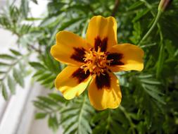Flowers Summer Yellow
