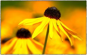 Coneflower Yellow plants