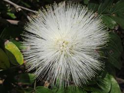 Powderpuff White Flower