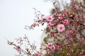 Flower Plum Blossom Red
