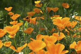 Poppy Flowers Buds