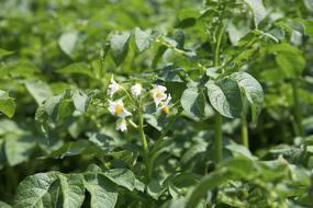Blossom Bloom Potato field