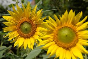 Yellow Sunflower Flowers at summer