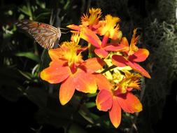 Epidendrum Butterfly Orchid