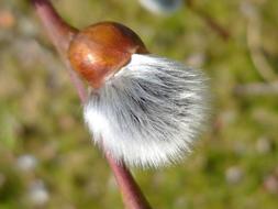 Barka Flower Plant