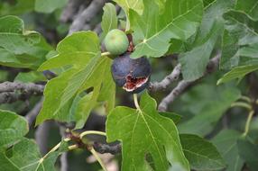 fig tree with fruit
