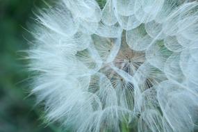 fluff, seeds, dandelion