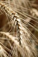 Fluffy wheat in the field