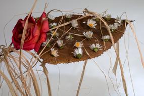 dried flowers on a leaf