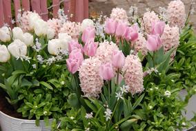 pink Tulip Spring Flora