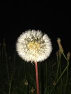 Dandelion at Night Dark