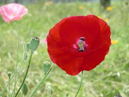 Flower Poppy Spring