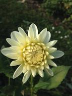 White Dahlia Flower in garden