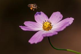 Flower And
