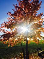 Tree Light Sun