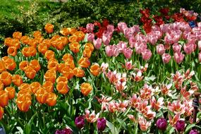 colorful Tulips Spring Blossom