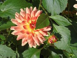 Fluffy beautiful flower in the garden