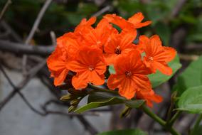 Geiger-Tree Flower Cordia