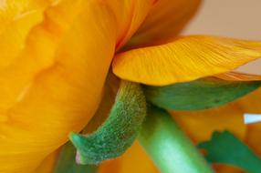 orange Blossom Bloom Ranunculus