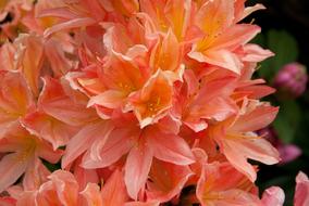 Flower Rhododendron Garden