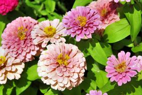 Exotic Flower Pink Bouquet