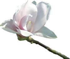 Image of the colorful and beautiful, blossoming flower on the branch, at white background, clipart