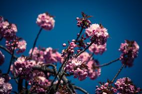 Japanese Cherry Prunus Serrulata