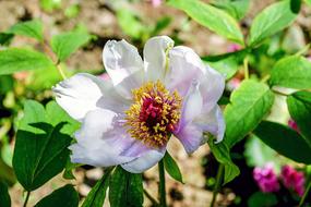 white Peony Flower Blossom