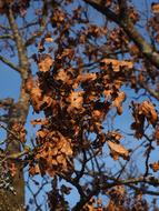 oak leaves on a tree in autumn