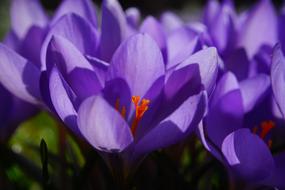 Crocus Flower Spring