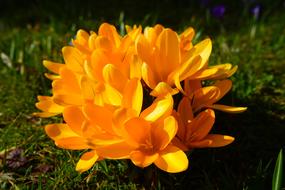 a cluster of yellow crocuses in the garden