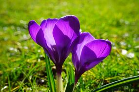 Close-up of the beautiful, violet crocus flowers in sunlight, among the green grass