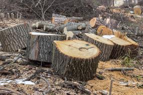 Branch Stumps Saw Cut