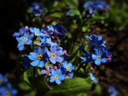 forget-me-not, tiny Blue Flowers