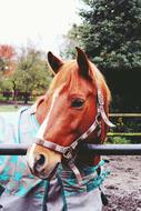 beautiful horse with clothes on