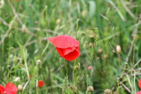 Field Meadow Flower