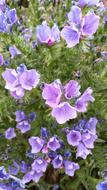 Close-up of the beautiful, purple and white flowers among the green plants with leaves