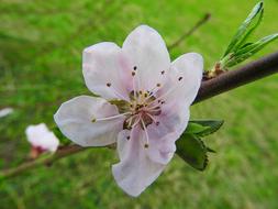 Peach Blossom Bloom