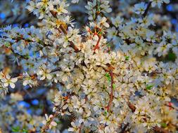 Wild Flowers White Close