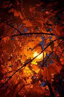 Autumn Leaves
