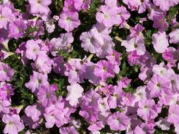 Flower Petunia in the sun close-up