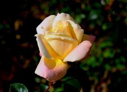 White And Pink Rose Bloom