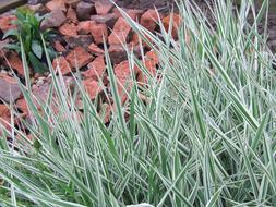 thorny herbs in the garden