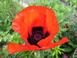 Poppy Flower