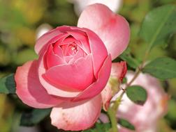 pink rose on a stem in a blurred background
