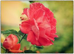 Rose Red Bloom