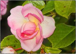 Rose Red Blossoms