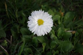 Daisy Flower White