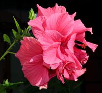 Pink Flower Hibiscus bloom
