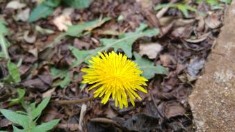 Dandelion Flower